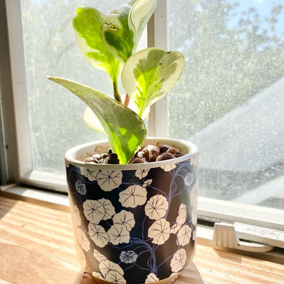 Variegated Pepperomia in LECA & Pot - Picture 3 of 3